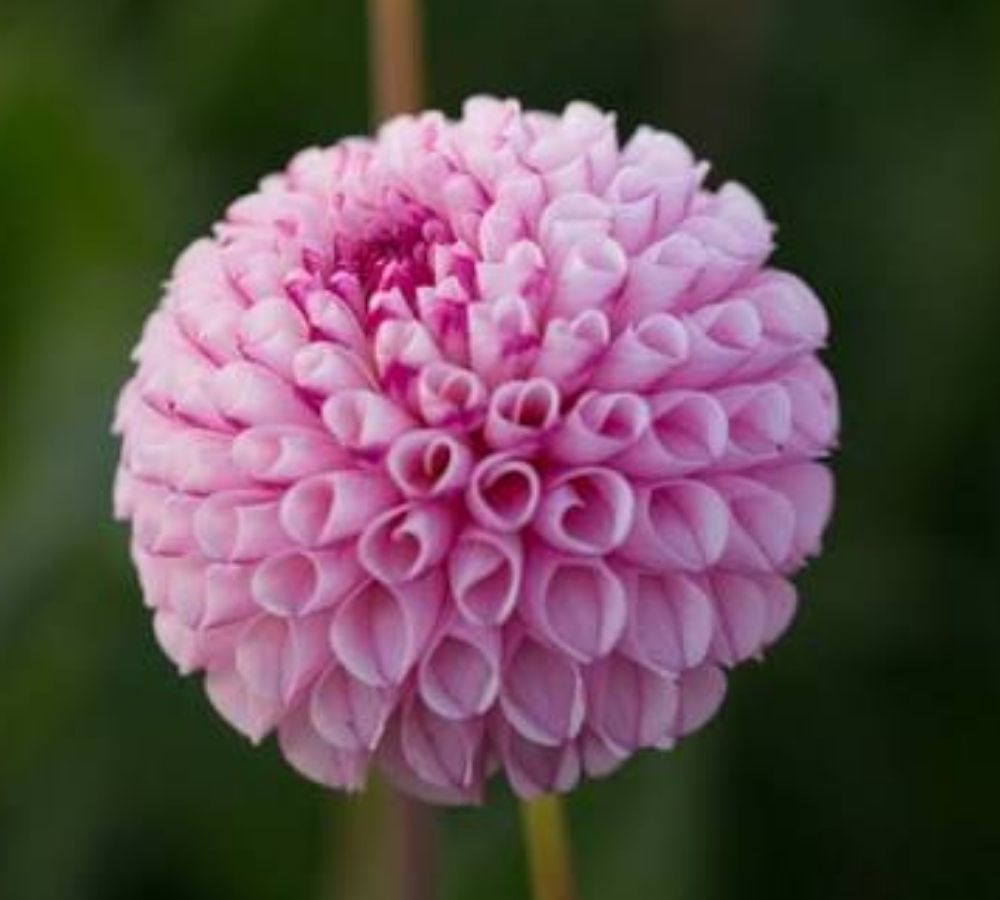25 Chimacum Dahlia Seeds Perennial Flower Garden Bloom