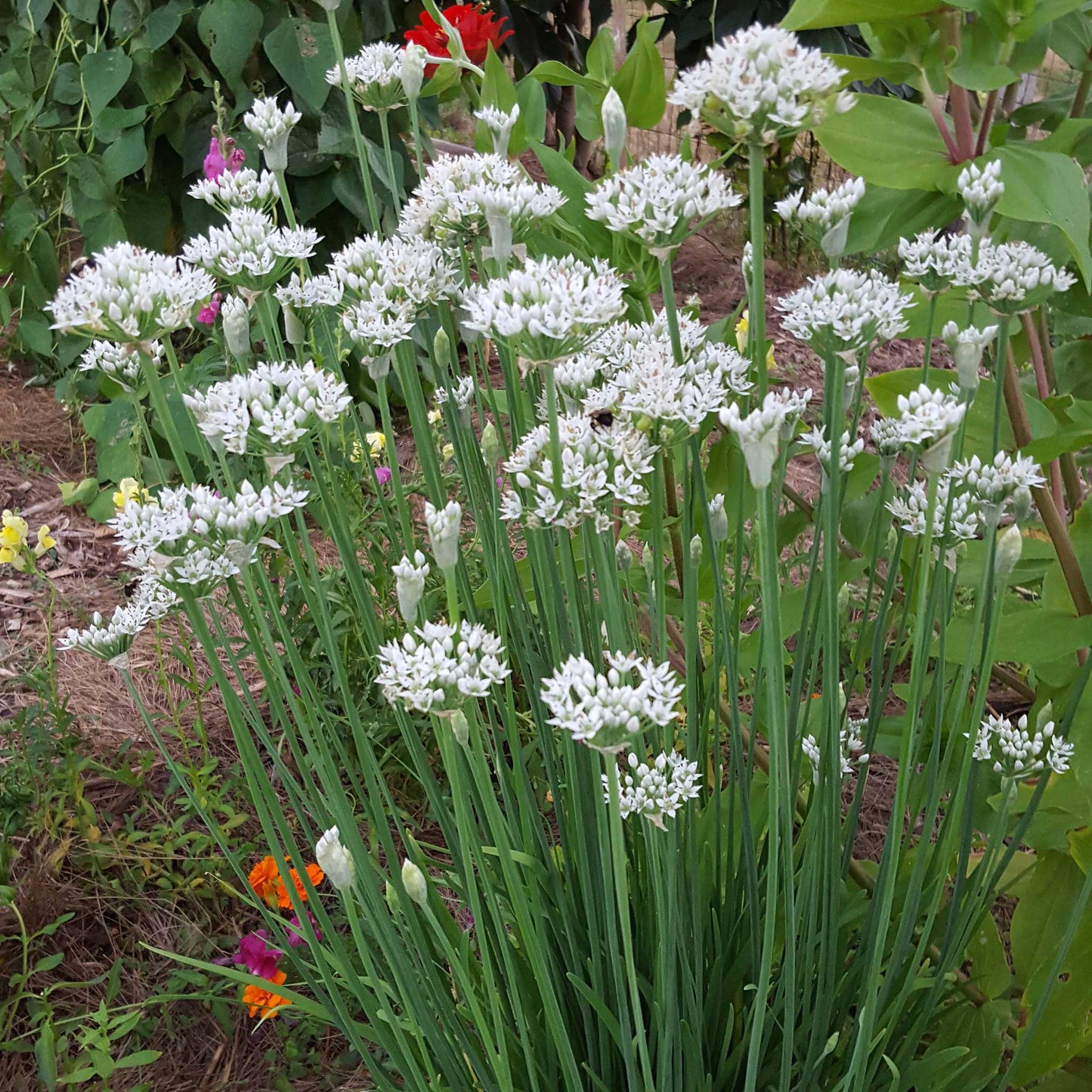 Garlic Chives Herb Seeds 100 Count Fresh Aromatic Culinary Variety