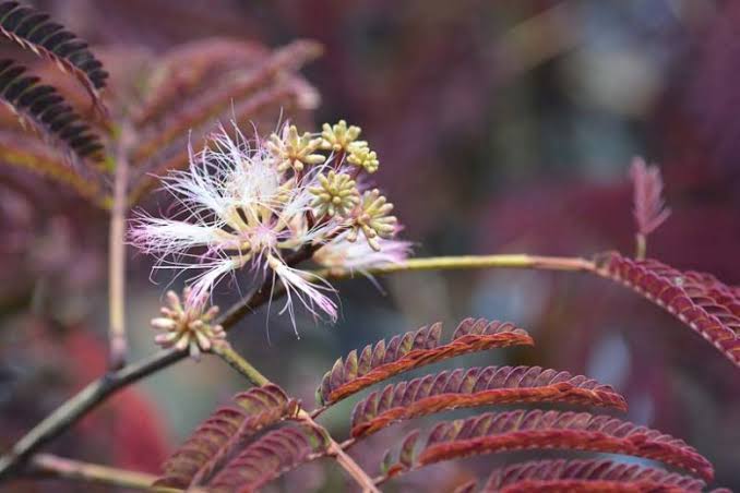 10 Seeds Summer Chocolate Mimosa Tree Silk Tree Albizia julibrissin