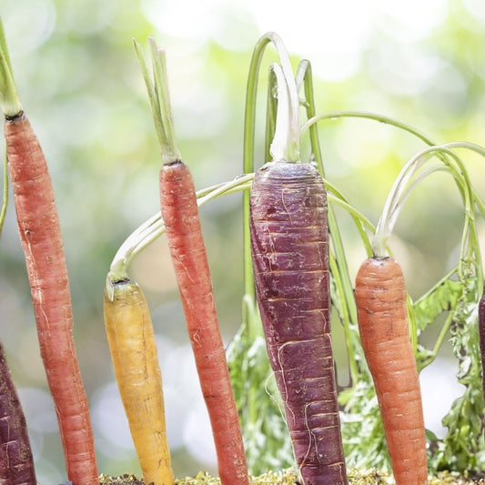 1500 Rainbow Carrot Seeds | Non-GMO Heirloom Variety