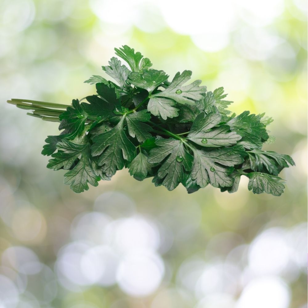 2500+ Dark Green Italian Flat Leaf Parsley Seeds | Non-GMO Heirloom Herb