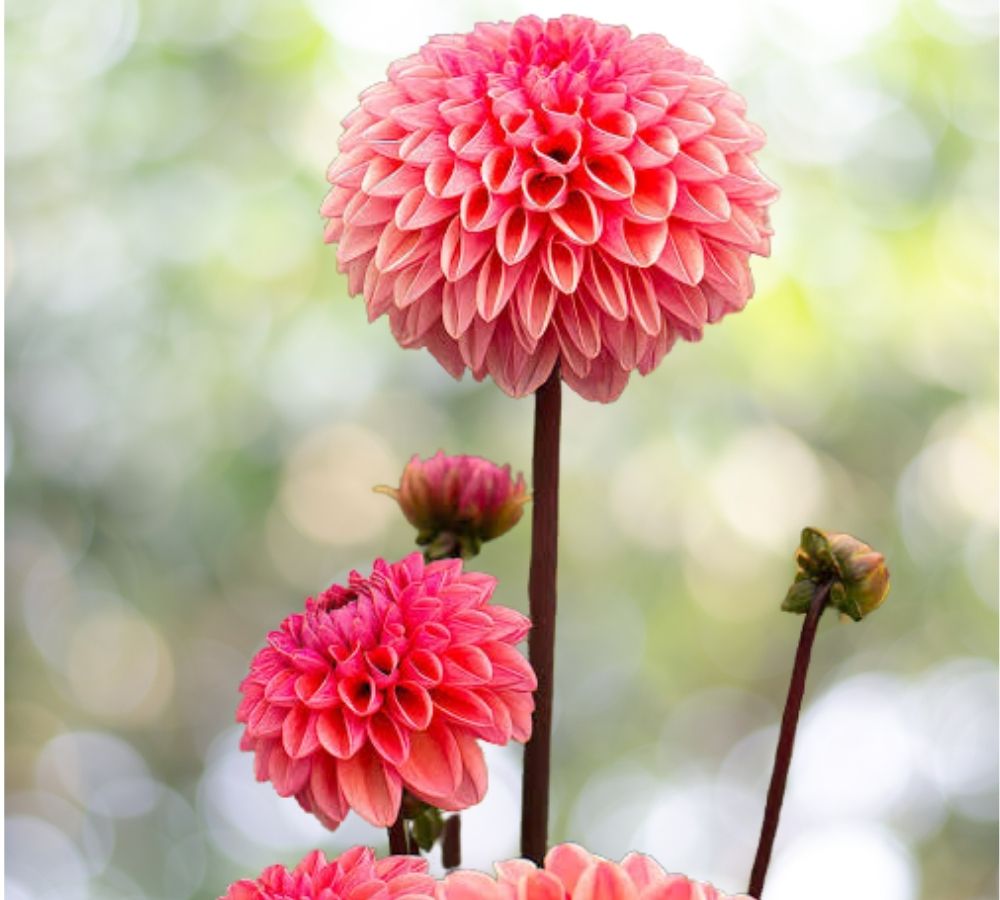 25 Seeds Daisy Duke Dahlia Flower Perennial Bloom