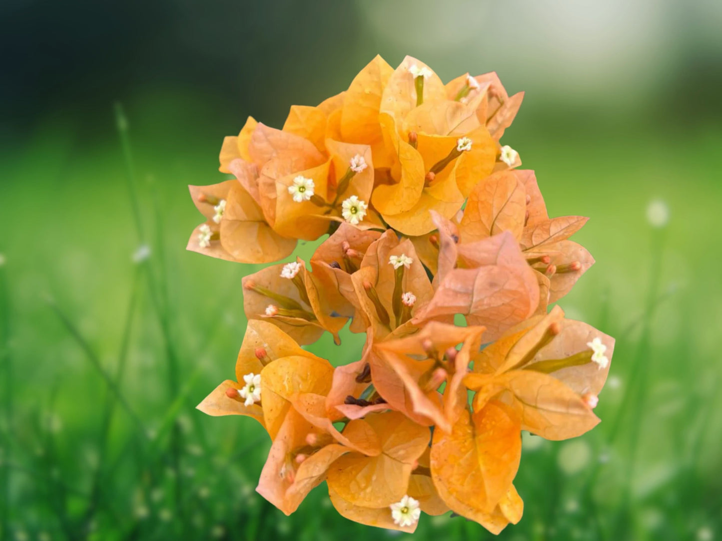 Bougainvillea 'California Gold' - 1 Live Starter Plant