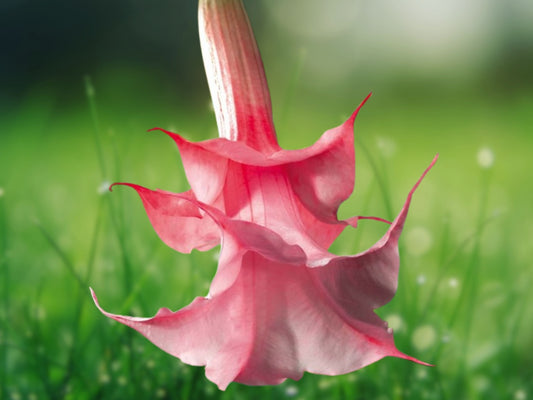 10 Seeds Strawberry Milk Angel Trumpet Brugmansia Flower