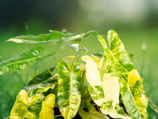 Philodendron 'Burle Marx' Live Plant Cutting 5-7" Fast Shipping