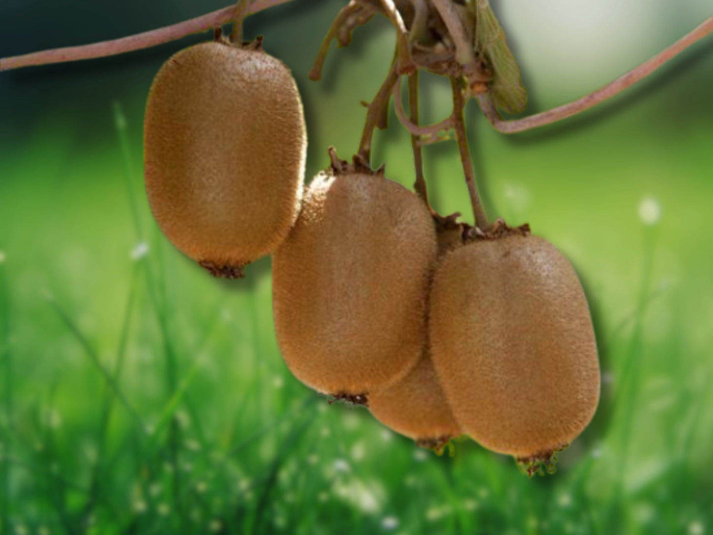 1 Kiwi Prolific Vine Self Pollinating Easy Grow Fast Shipping