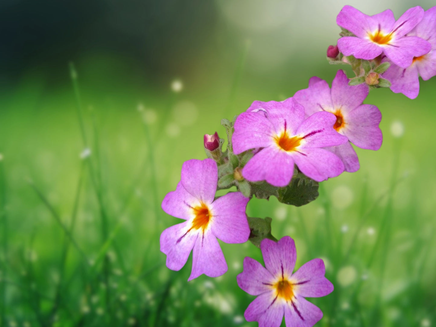 50 Safari Sky Phlox Seeds Flower Perennial Seed Flowers Butterfly