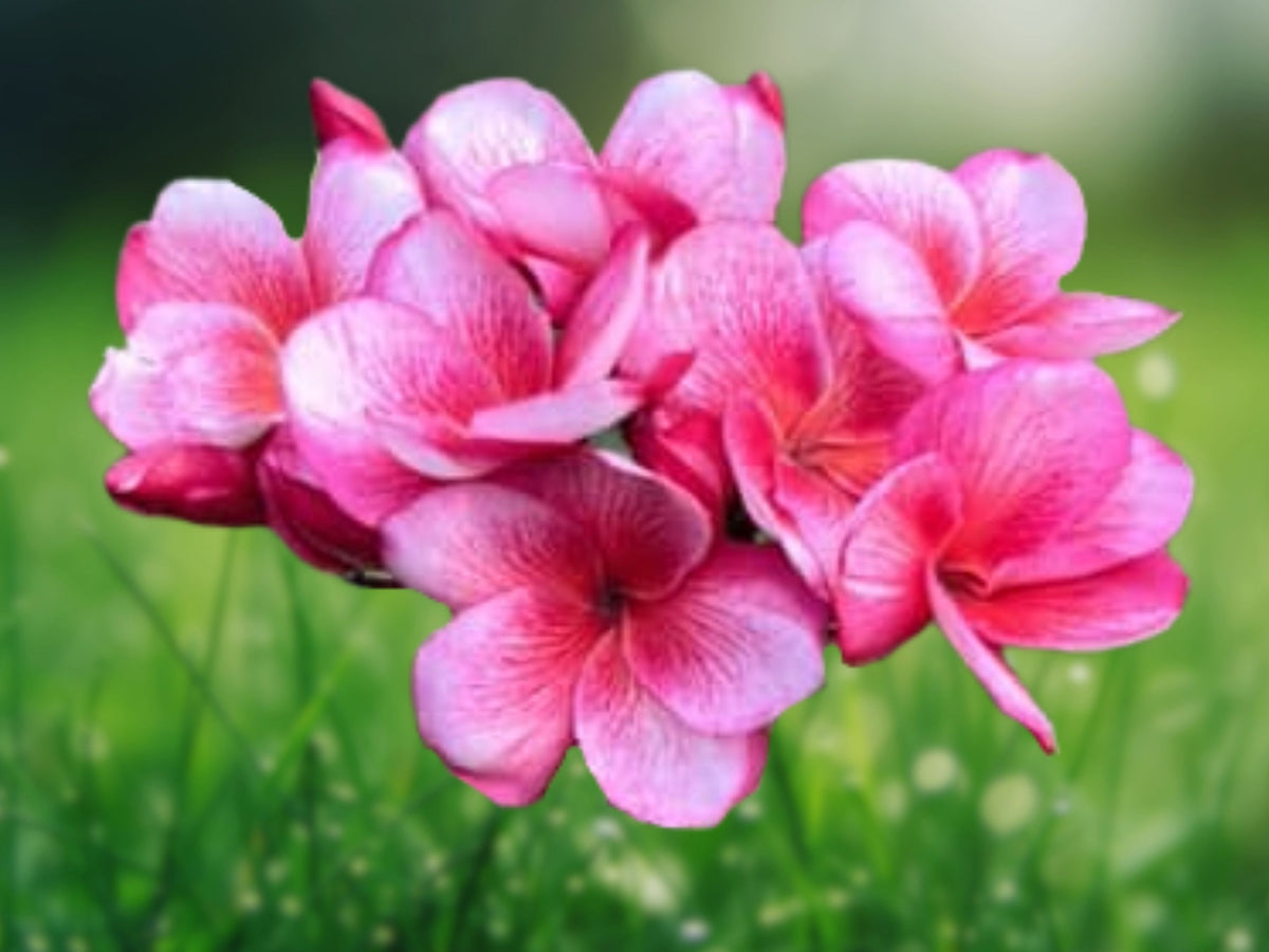 5 Pink White Plumeria Seeds - Hawaiian Lei Flower, Perennial Fragrant Plant