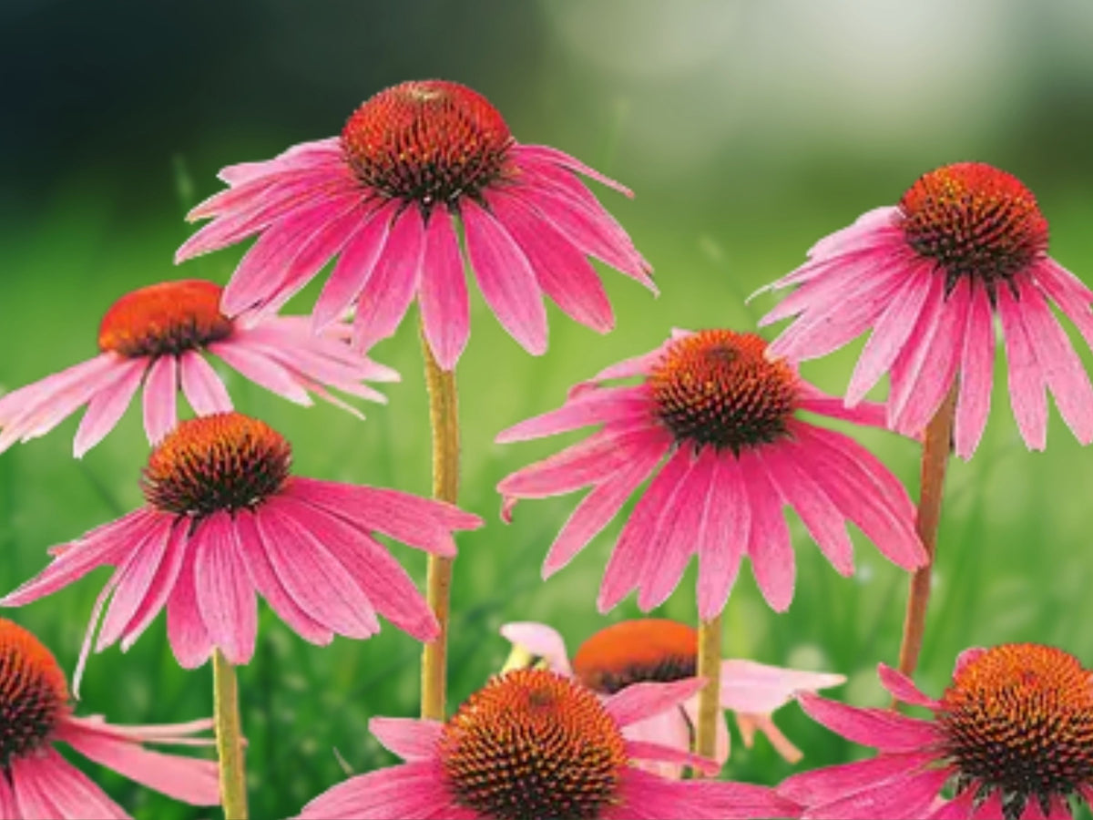50 Bright Orange Coneflower Seeds - Perennial Flower Seeds for Planting