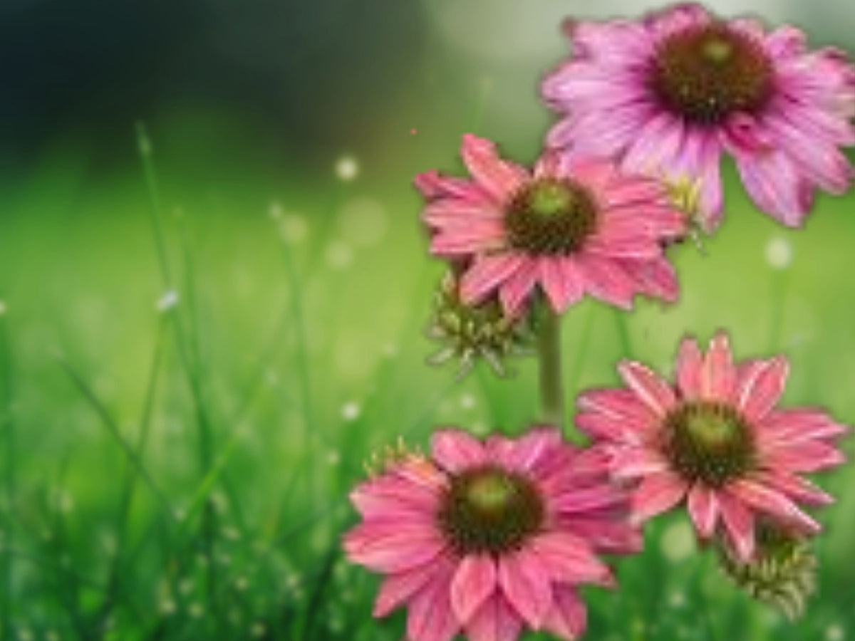 50 Butterfly Rainbow Coneflower Seeds - Echinacea Perennial Flower Seeds