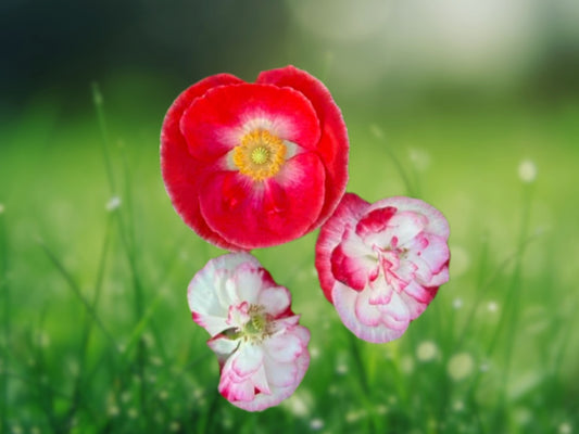 1000+ Double Shirley Poppy Seeds - Mixed Colors Annual Flower Garden Free Shipping