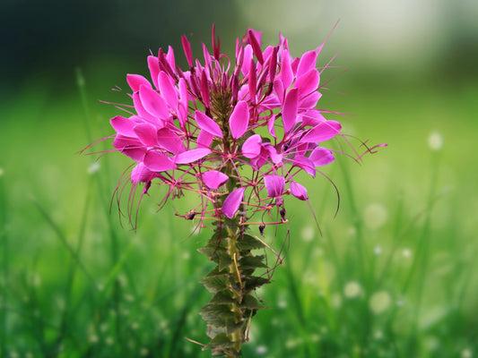 100 Cherry Queen Spider Seeds, Cleome Spinosa, Annual Flower, Colorful Blooms, Easy to Grow, Attracts Pollinators