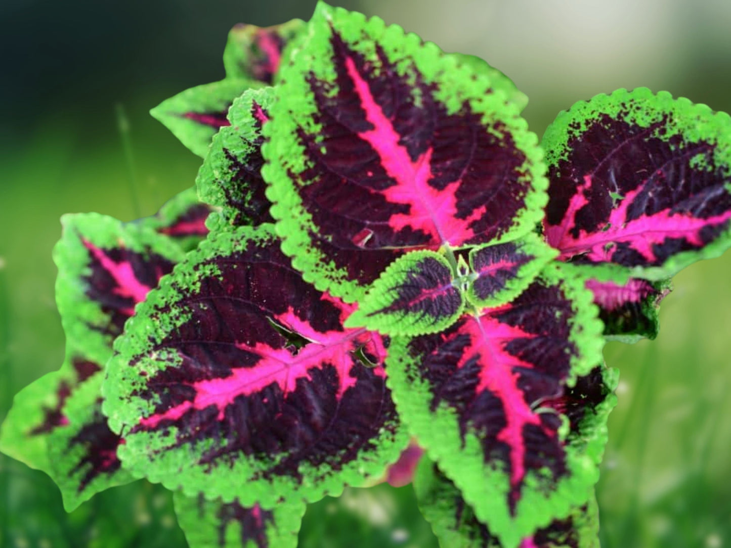 25 Black Purple Coleus Seeds - Ornamental Foliage Plant for Garden & Containers