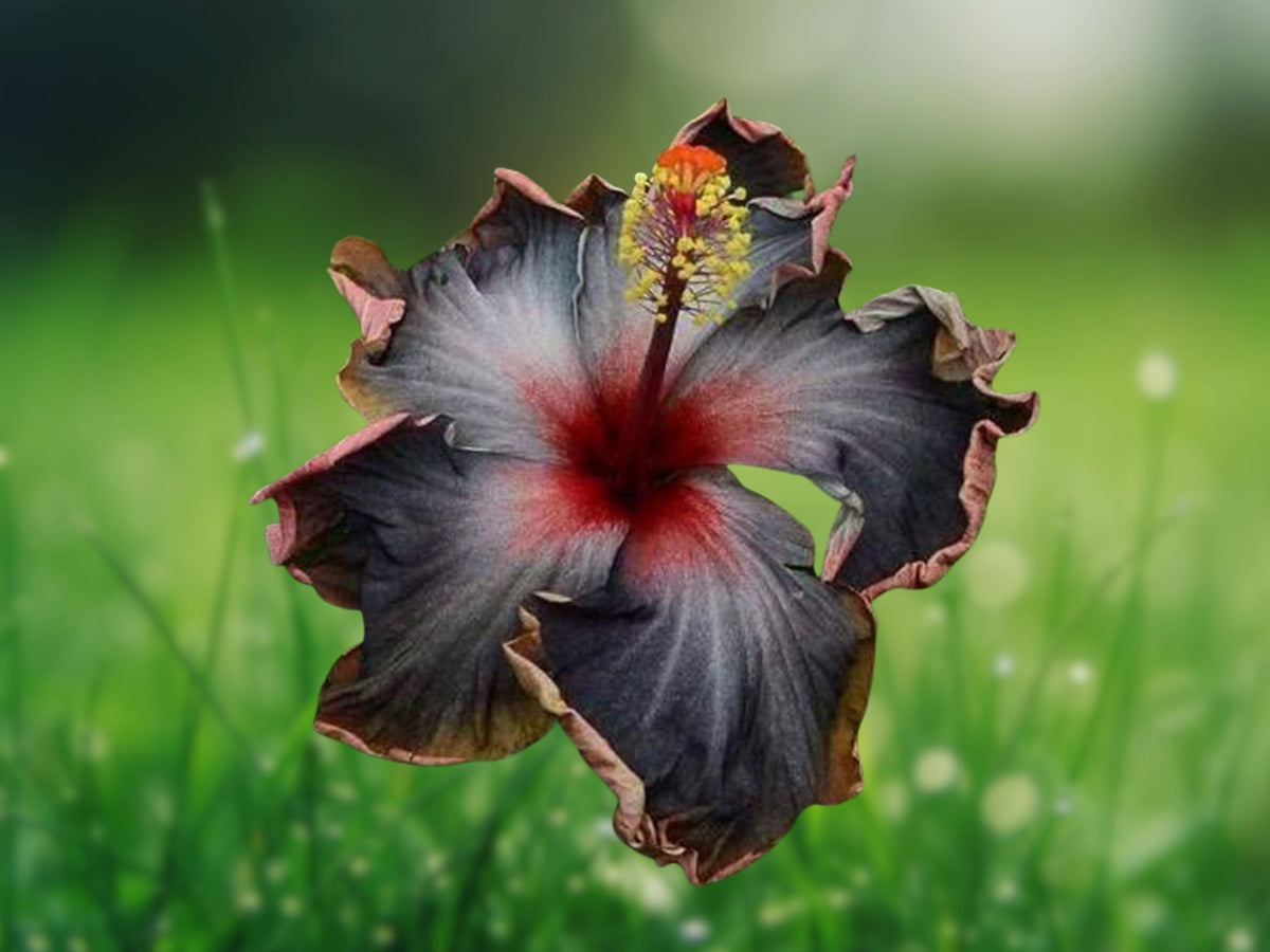 20 Black Pink Purple Hibiscus Seeds – Perennial Flower Seeds for Planting
