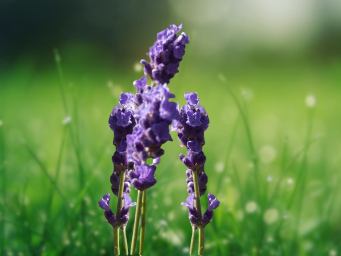 200+ Vera English Lavender Seeds | Non-GMO Heirloom | Free Shipping
