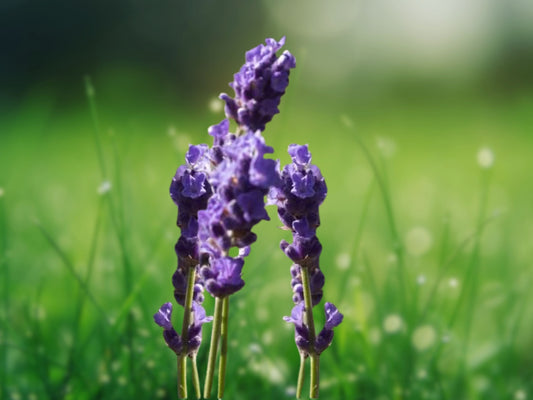 200+ Vera English Lavender Seeds | Non-GMO Heirloom | Free Shipping