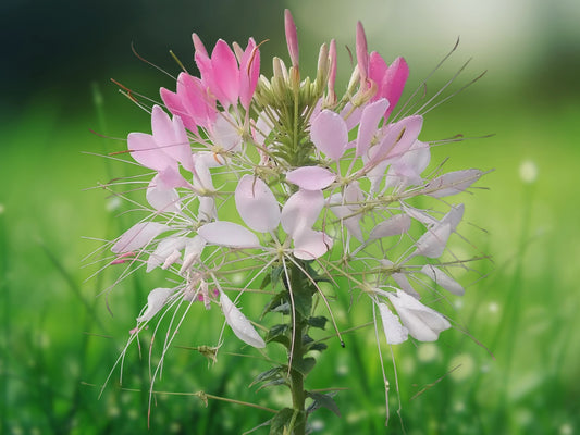 100 Light Pink Spider Seeds Cleome Spinosa Perennial Flower