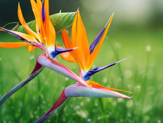 10 Orange Bird of Paradise Seeds (Strelitzia reginae) - Tropical Crane Flower, Rare Exotic Plant