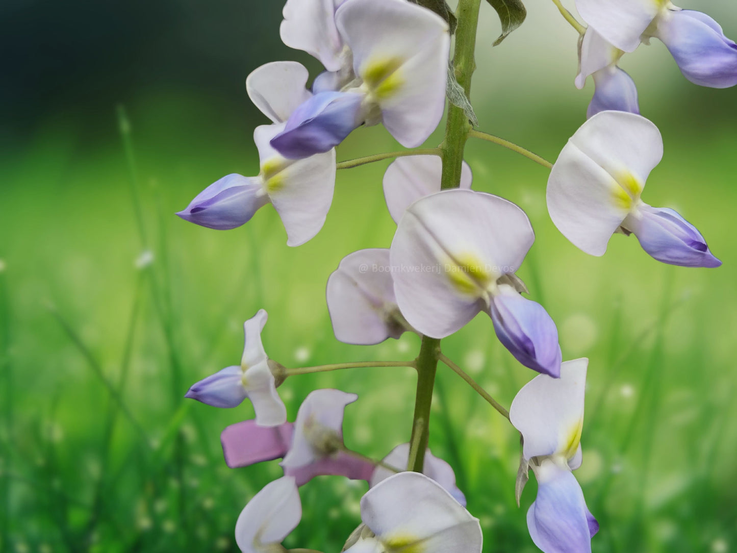 5 Seeds Japanese Wisteria Fragrant Climbing Vine Perennial Flower