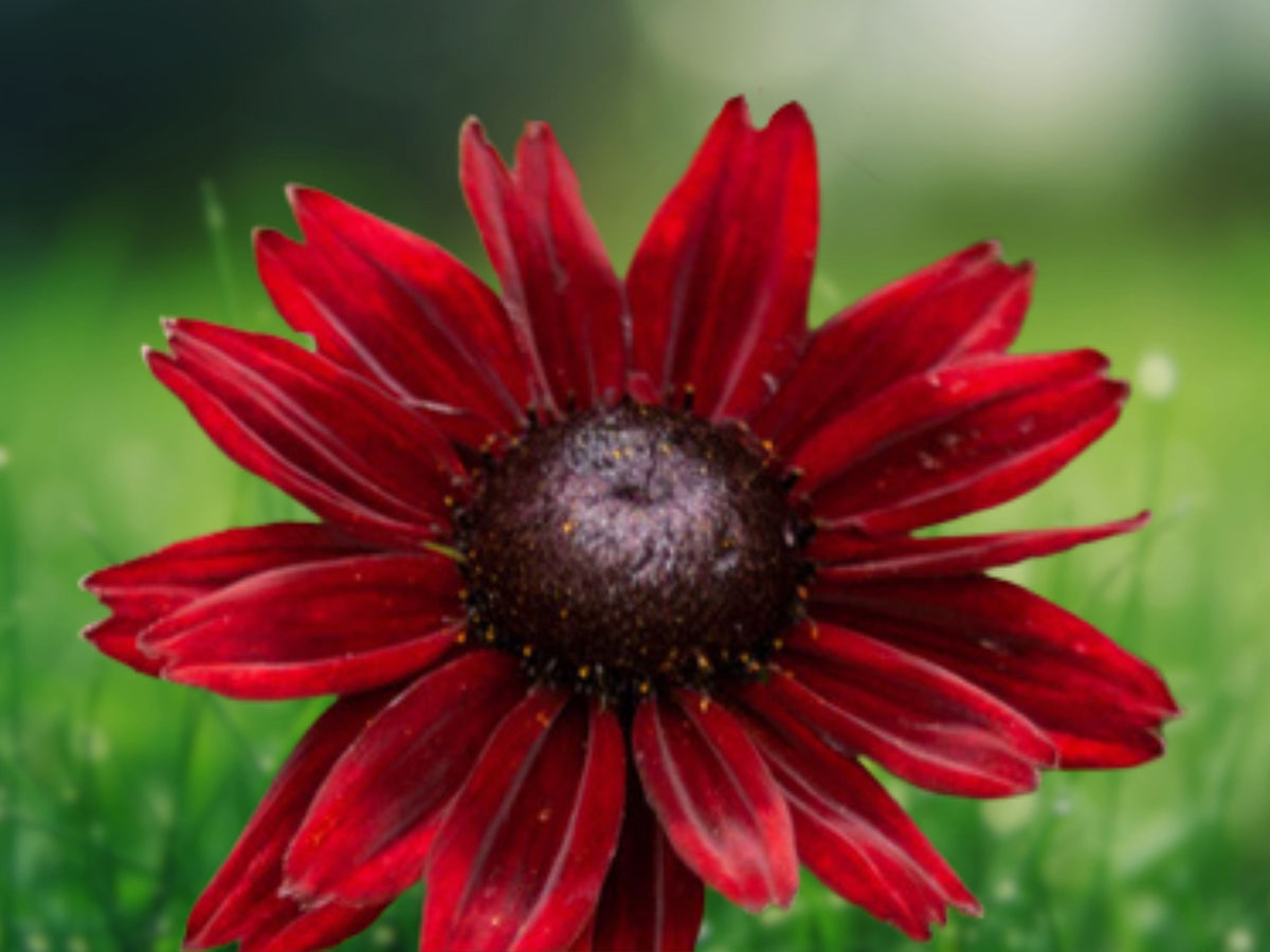 50 Cherry Brandy Coneflower Seeds - Echinacea Perennial Flower