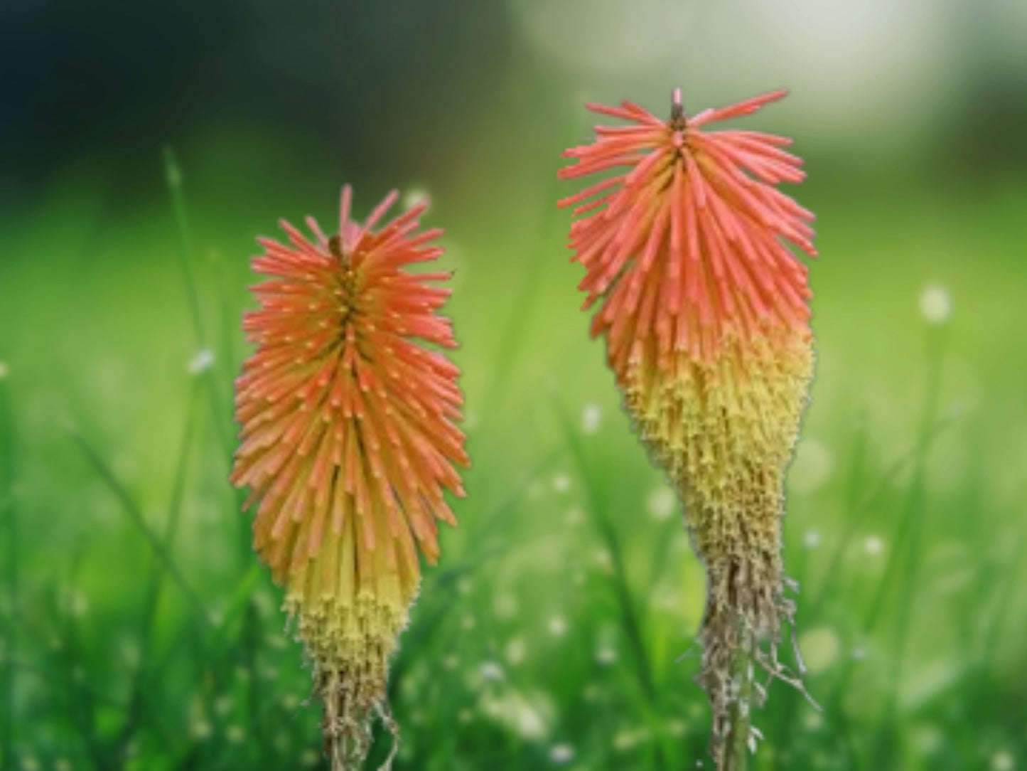 25 Seeds Torch Lily Red Hot Poker Backdrop Perennial Flower