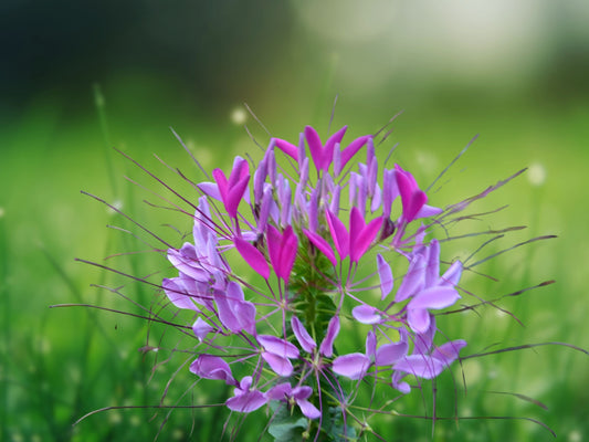 100 Purple Queen Spider Seeds Cleome Spinosa Perennial Flower