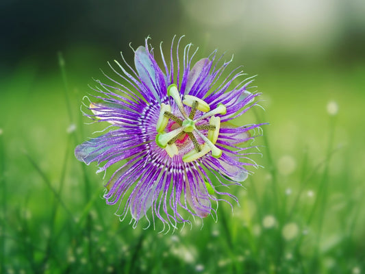 10 Purple Passion Fruit Seeds - Passiflora Edulis Granadilla Vine Garden Tropical Fruit