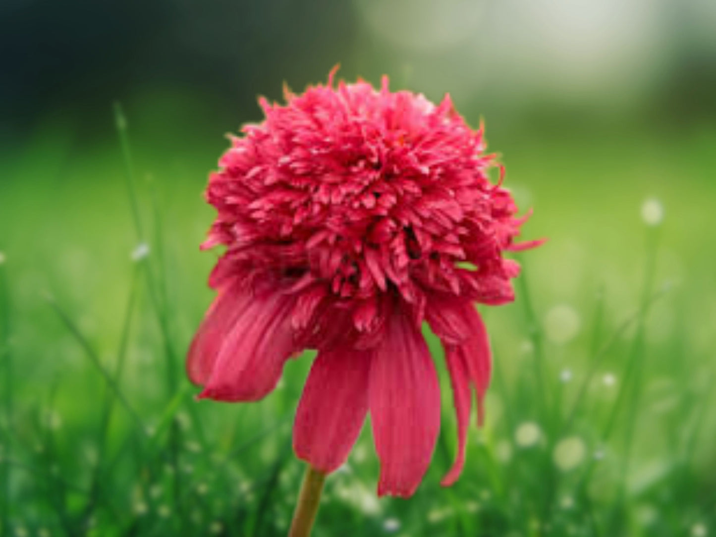 50 Double Cranberry Coneflower Seeds | Echinacea Purpurea | Perennial Flower Garden