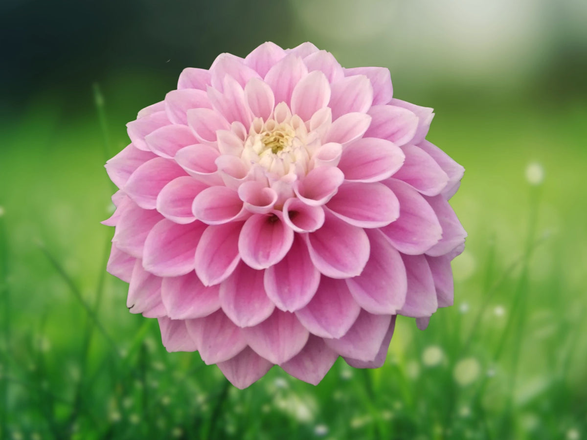 25 Seeds Dahlia Princess Gracias Perennial Flower