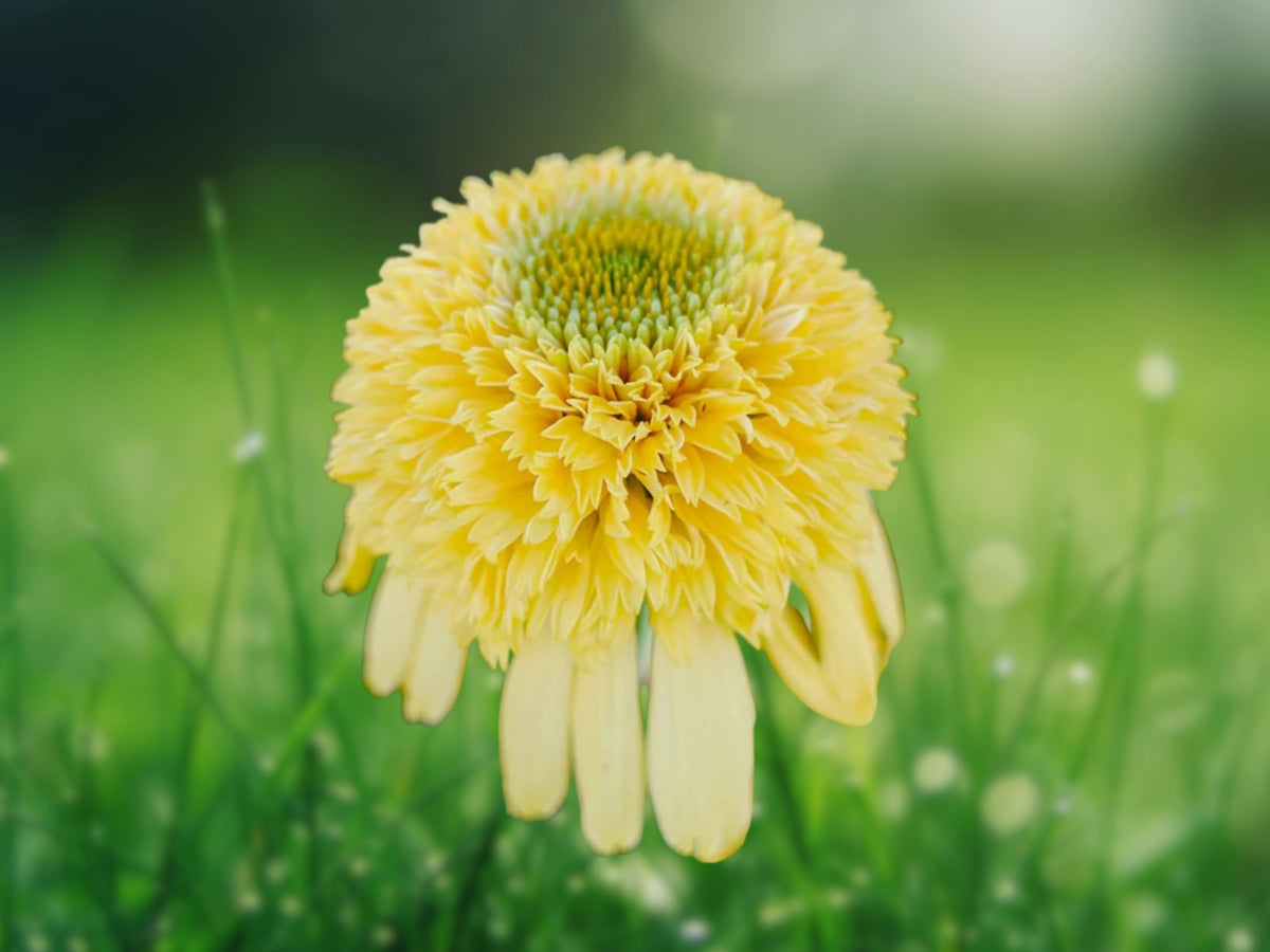 50 Lemon Drop Coneflower Seeds - Echinacea Perennial Flower Seeds