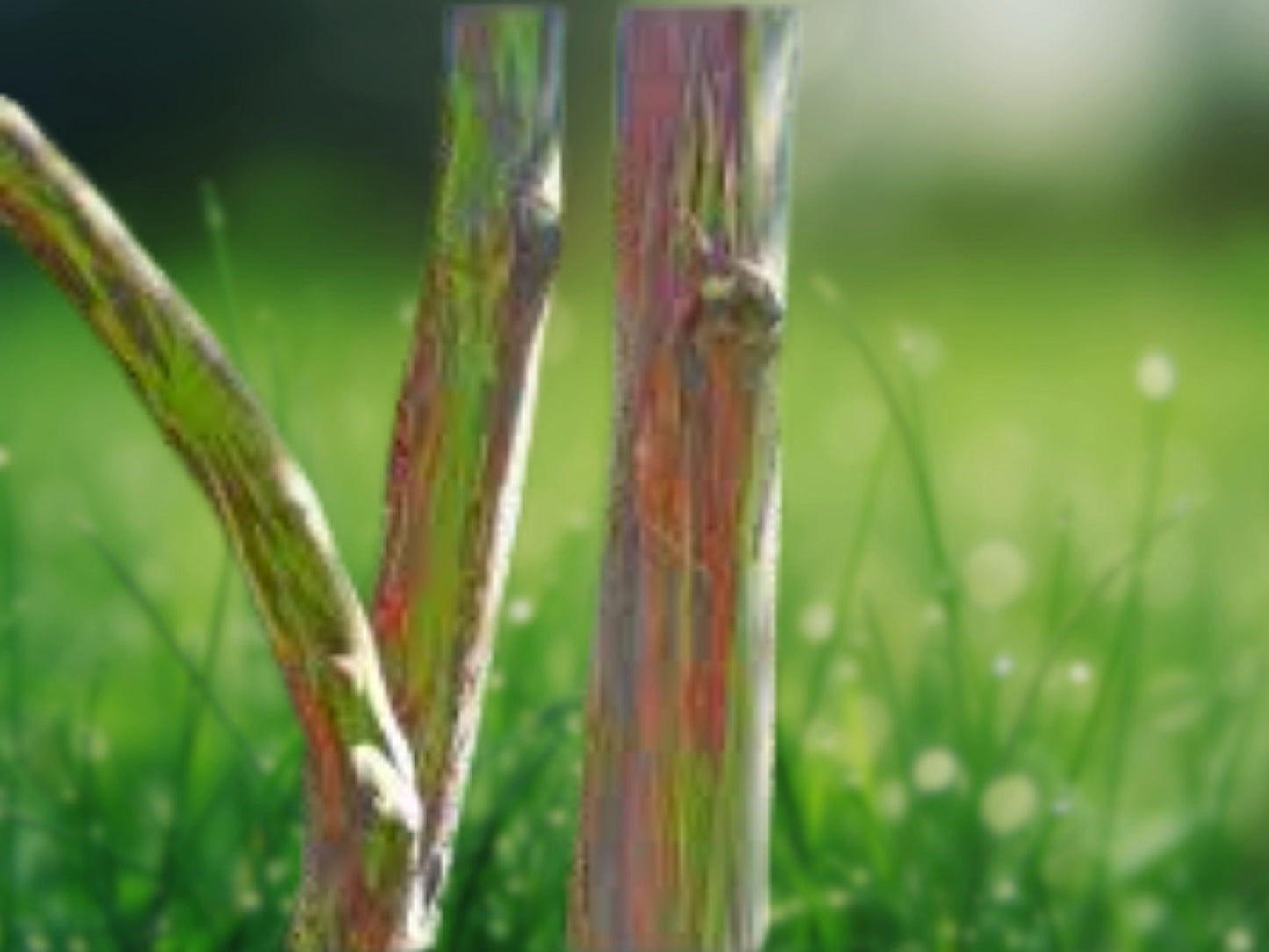 50 Rainbow Eucalyptus Seeds - Exotic Tree Perennial Flower Seeds
