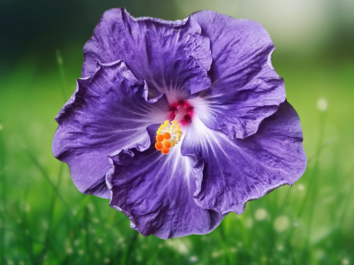 20 Blue White Hibiscus Seeds – Perennial Flower Garden Seeds