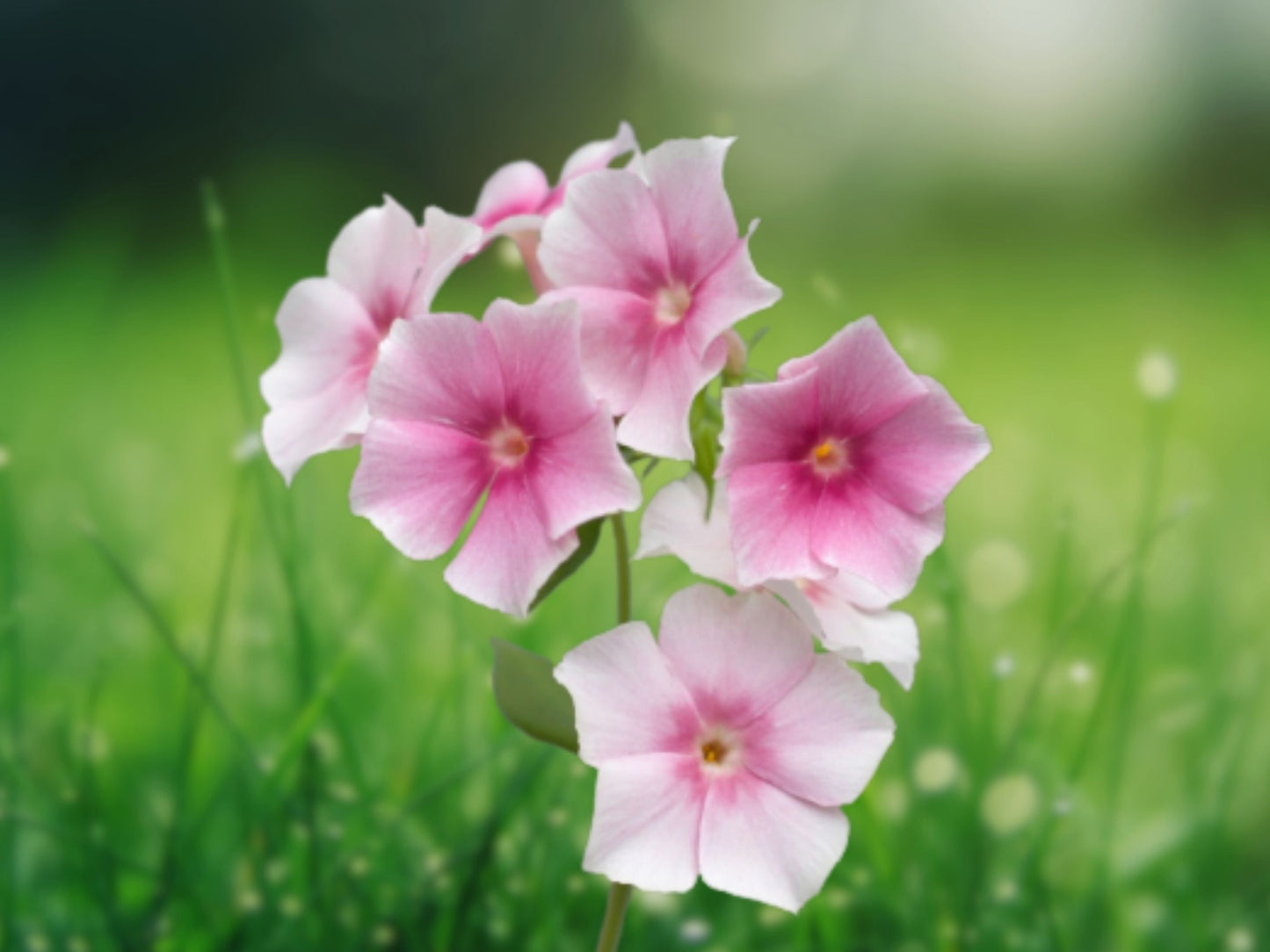 50 Blushing Bride Phlox Seeds Flower Perennial Seed Flowers Bee