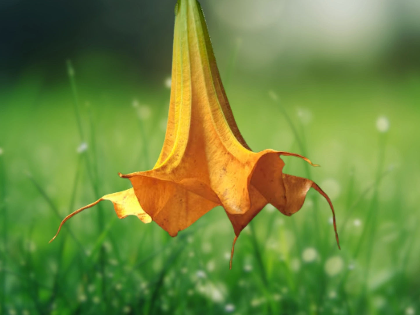 10 Seeds Orange Angel Trumpet Fragrant Flowers Ornamental Brugmansia