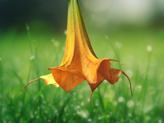 10 Seeds Orange Angel Trumpet Fragrant Flowers Ornamental Brugmansia