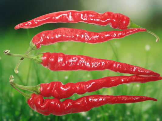 1005 Cayenne Long Thin Pepper Seeds Non-GMO Heirloom Hot Chili Fast Shipping