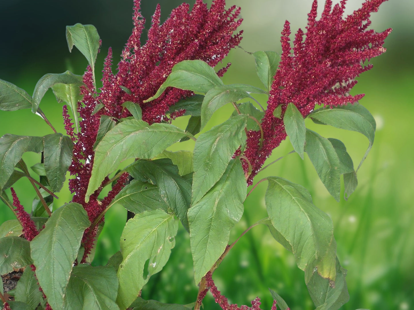 500 Red Garnet Amaranth Seeds - Amaranthus caudatus - Heirloom Flower & Edible Grain