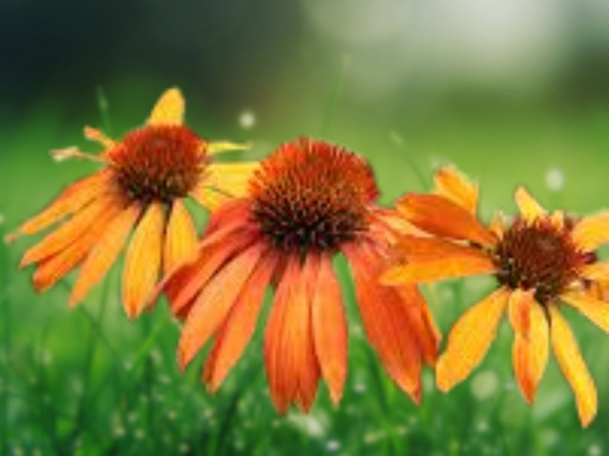 50 Purple Coneflower Seeds - Echinacea purpurea Perennial Flower Seeds