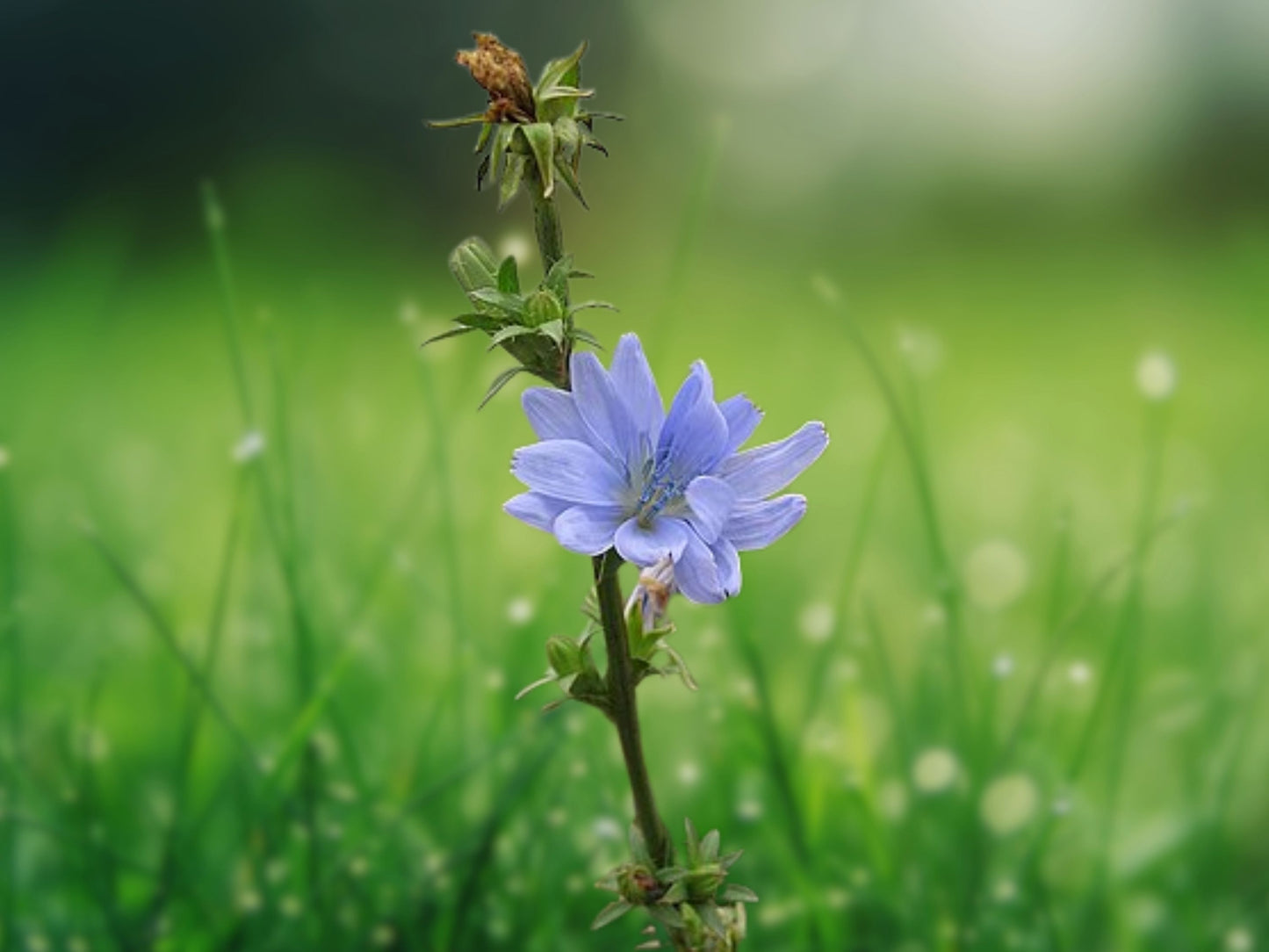 200+ Chicory Seeds Italian Dandelion NON-GMO Deer Plot Coffee Weed Blue Flower