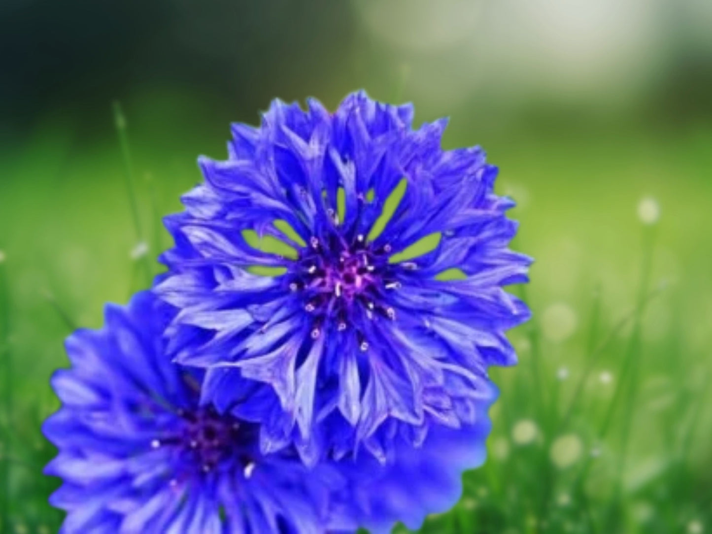 50 Blue Aster Flower Seeds Bloom Flowers Spring Seed Perennial Wildflower