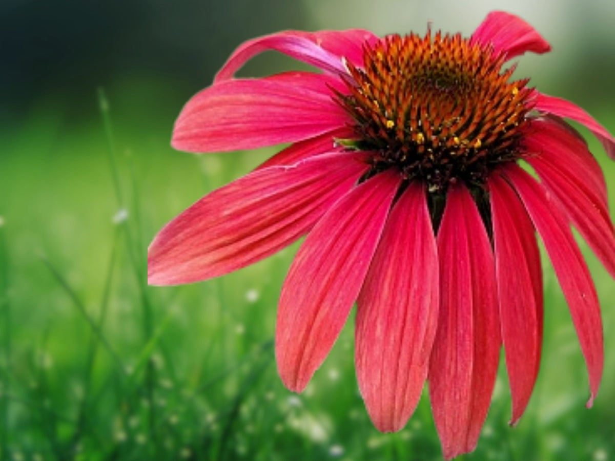 50 Fire Red Coneflower Seeds - Echinacea Perennial Flower Seeds