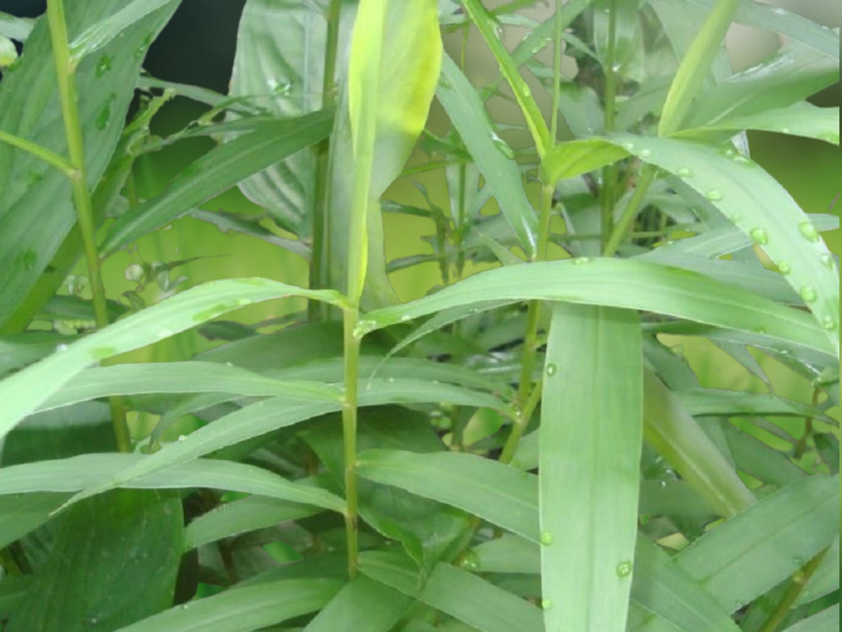 50 Dwarf Fernleaf Bamboo Seeds – Clumping Privacy Plant for Shade Screens & Gardens