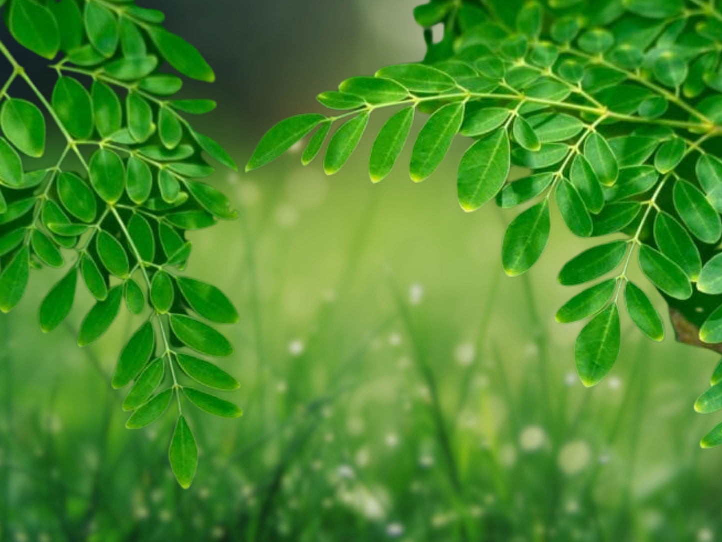 50 Moringa Oleifera Seeds for Planting | Non-GMO | Drumstick Tree, Superfood, Fast Growing