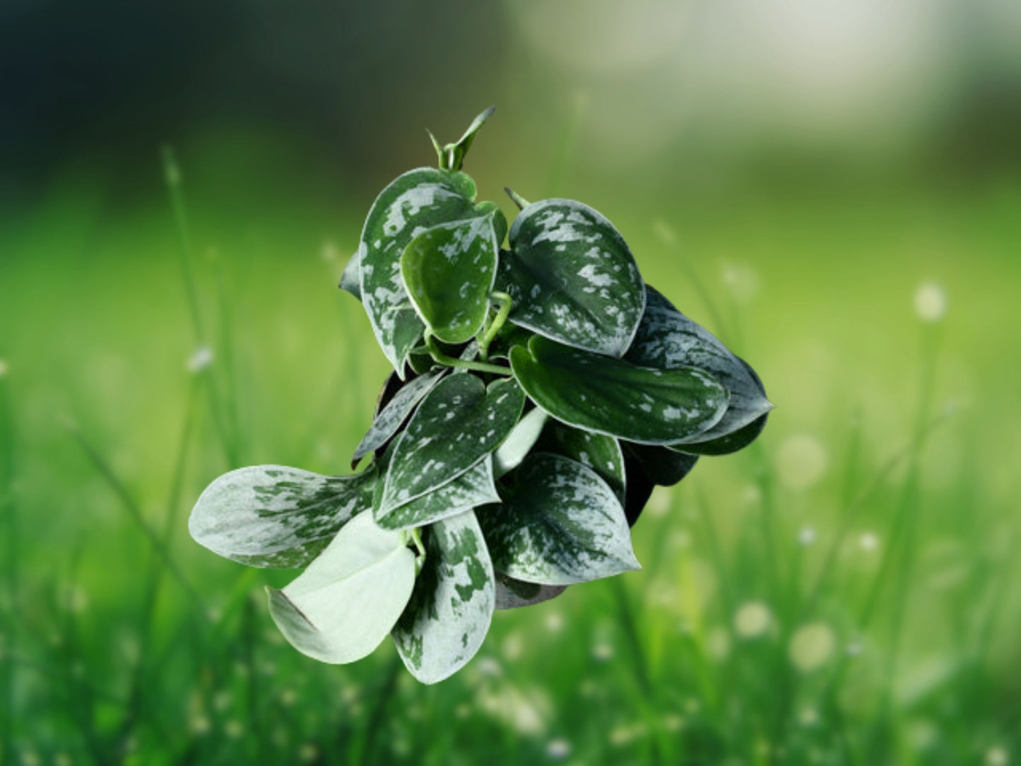 Scindapsus Argyraeus Silver Pothos Live Plant in 4" Pot Fast Shipping