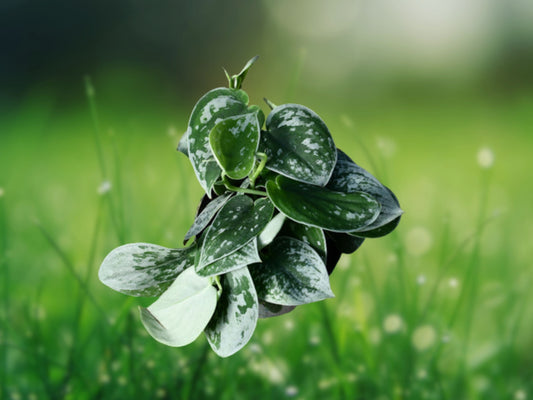 Scindapsus Argyraeus Silver Pothos Live Plant in 4" Pot Fast Shipping