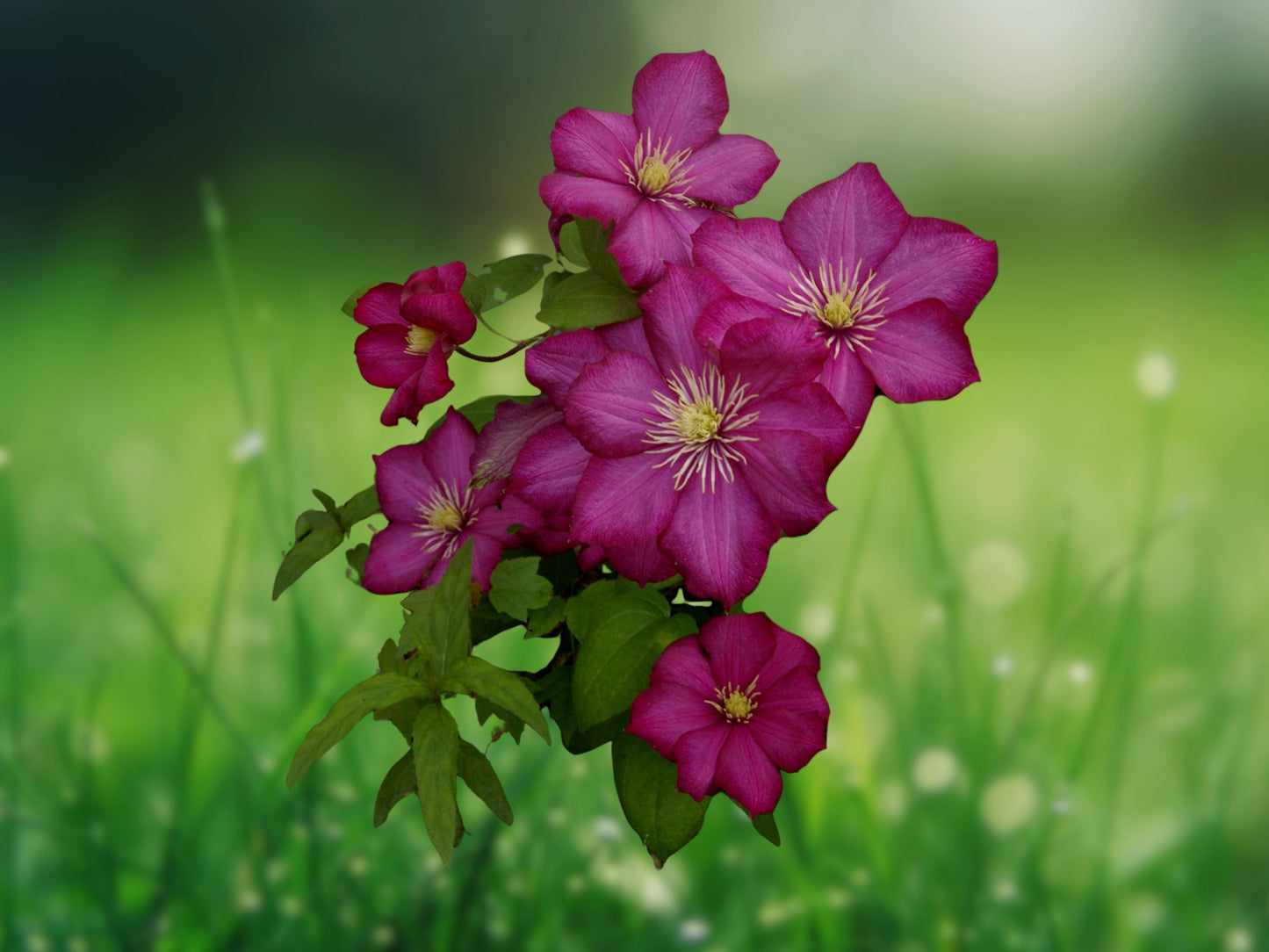 25 Magenta Clematis Seeds - Perennial Climbing Vine, Vibrant Bloom Flowers, Garden Trellis Plant