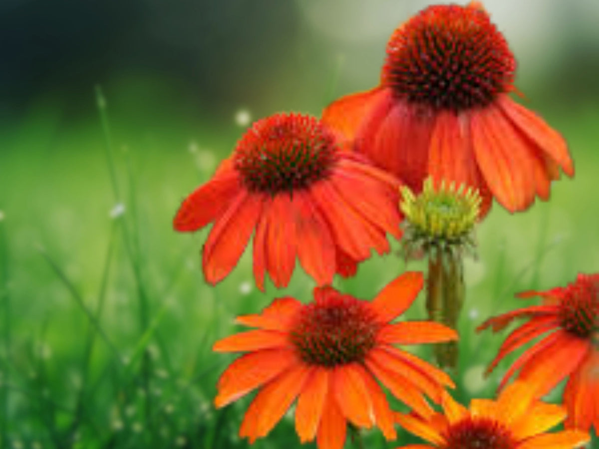 50 Fiery Meadow Coneflower Seeds - Echinacea Perennial Flower Seeds