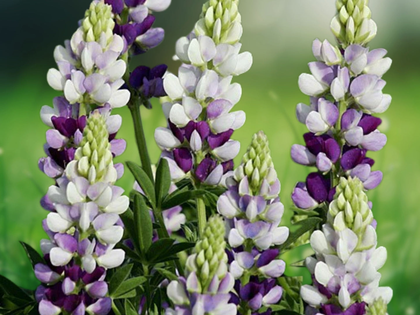 25 Seeds White Lupine 'Lilac' Perennial Hardy Flower