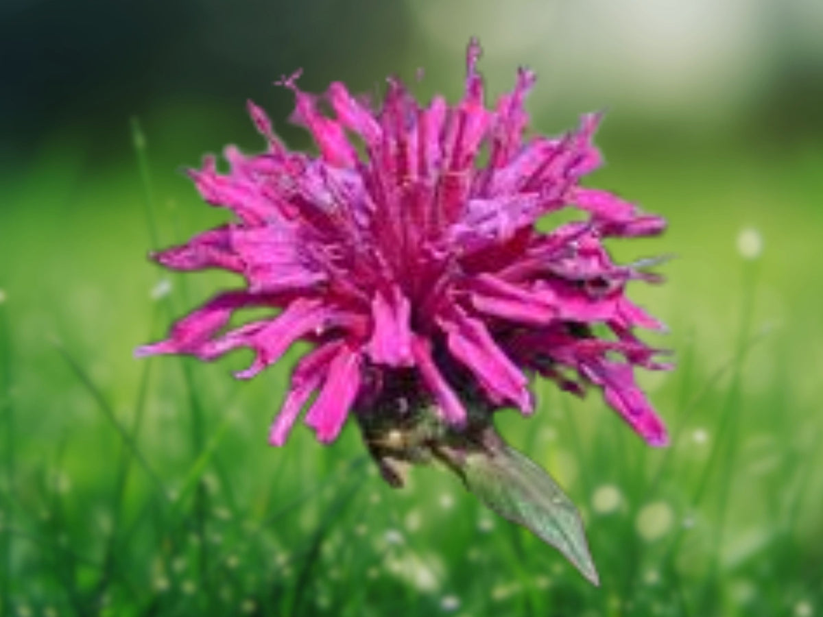 100 Bee Balm Seeds - Purple Pink White Hummingbird Flower