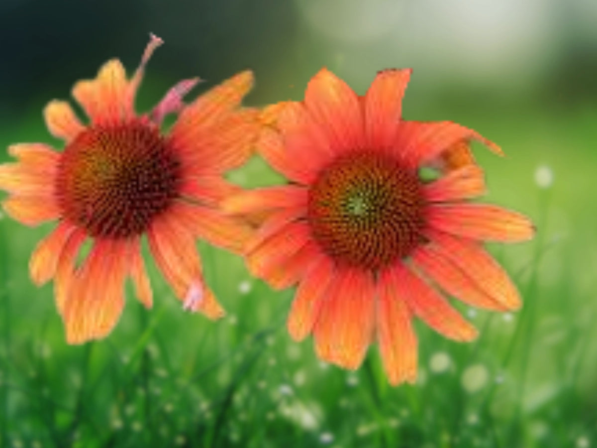 50 Orange Passion Coneflower Seeds - Echinacea Perennial Flower